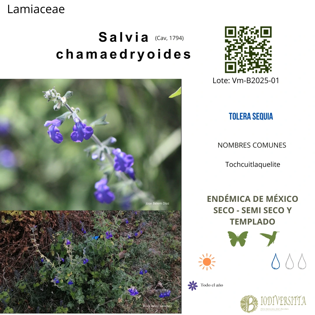 Salvia chamaedryoides