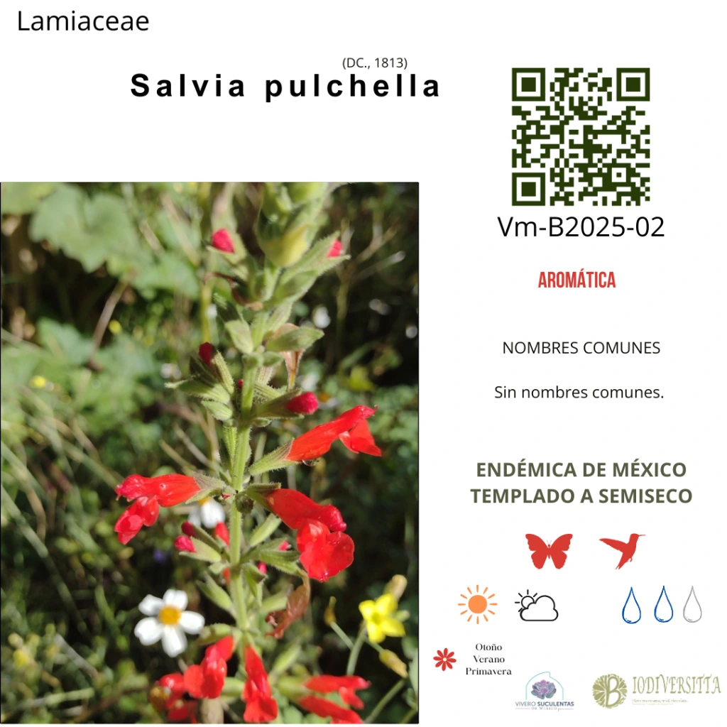 Salvia pulchella