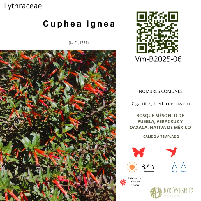 Cuphea ignea