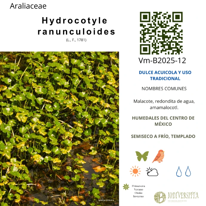 Hydrocotyle ranunculoides