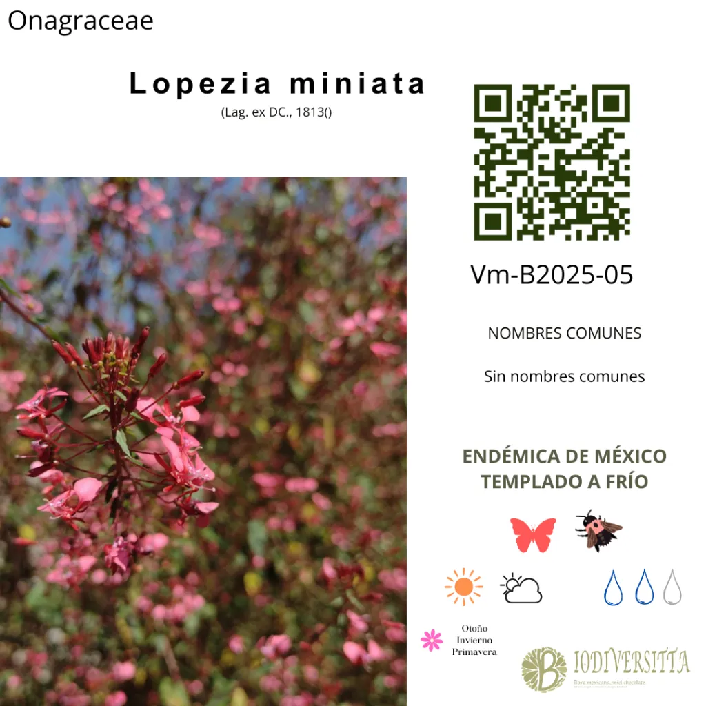 Lopezia miniata.webp