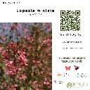 Lopezia miniata.webp