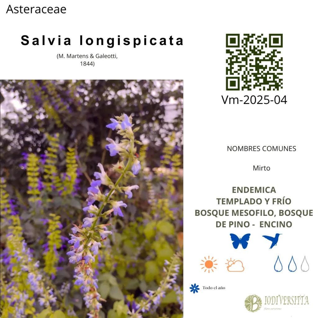 Salvia longispicata.webp