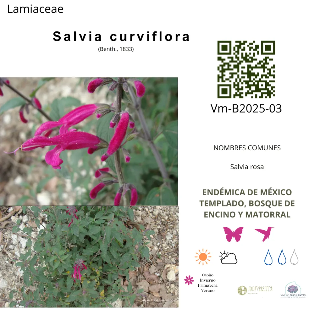 Salvia curviflora.webp