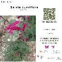 Salvia curviflora.webp