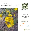 Epilepsis petrophiloides.webp