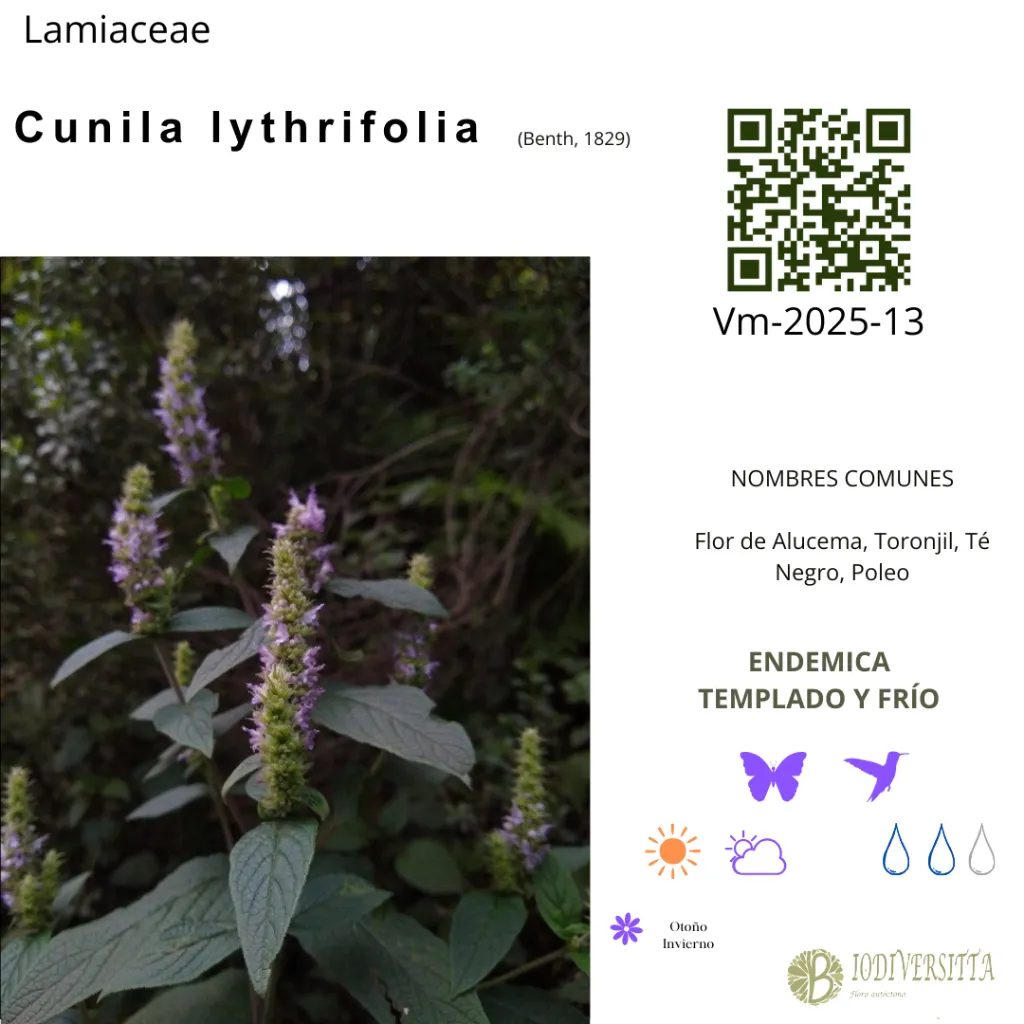 Cunila lythrifolia.webp