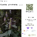 Cunila lythrifolia.webp