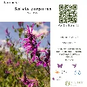 Salvia purpurea xihmai.webp