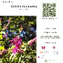 Copia de Salvia iodantha.webp