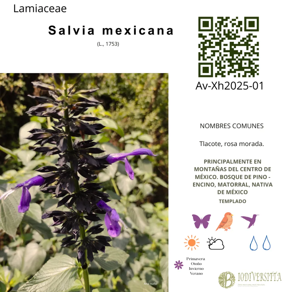 Salvia mexicana.webp