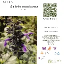 Salvia mexicana.webp