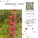 Penstemon roseus cartel.webp