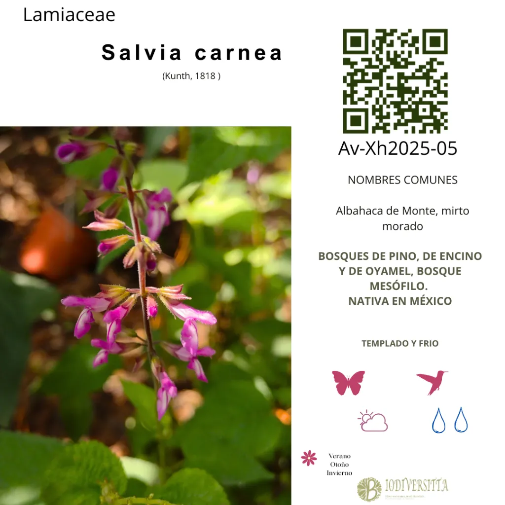 Salvia carnea cartel.webp