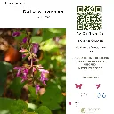 Salvia carnea cartel.webp