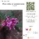 Fuchsia arborescens.webp