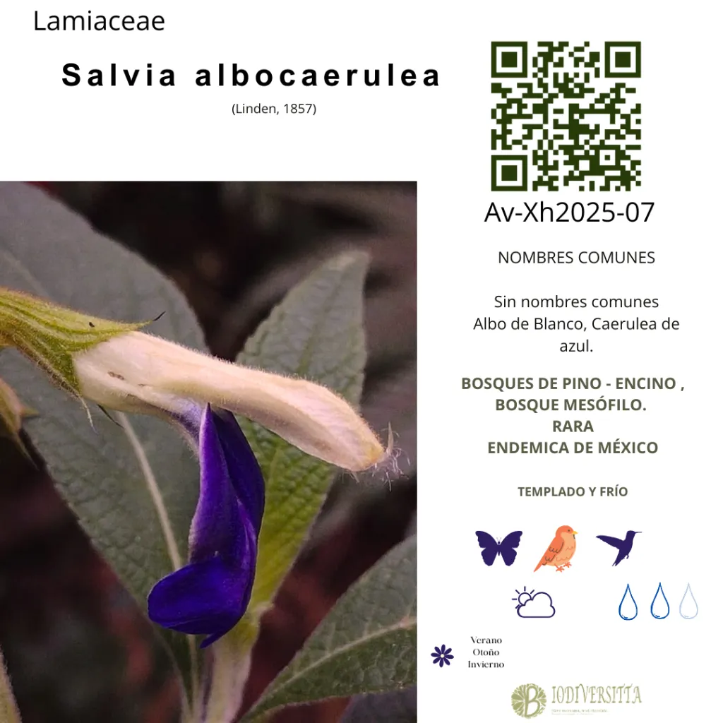 Salvia albocaerulea cartel.webp