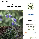 Salvia chamaedryoides.webp