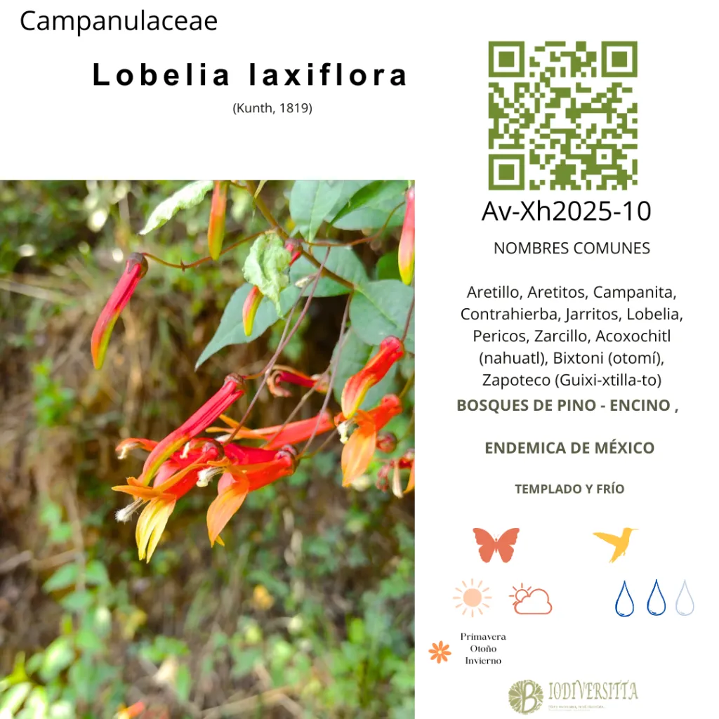 Lobelia laxiflora.webp