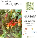 Lobelia laxiflora.webp