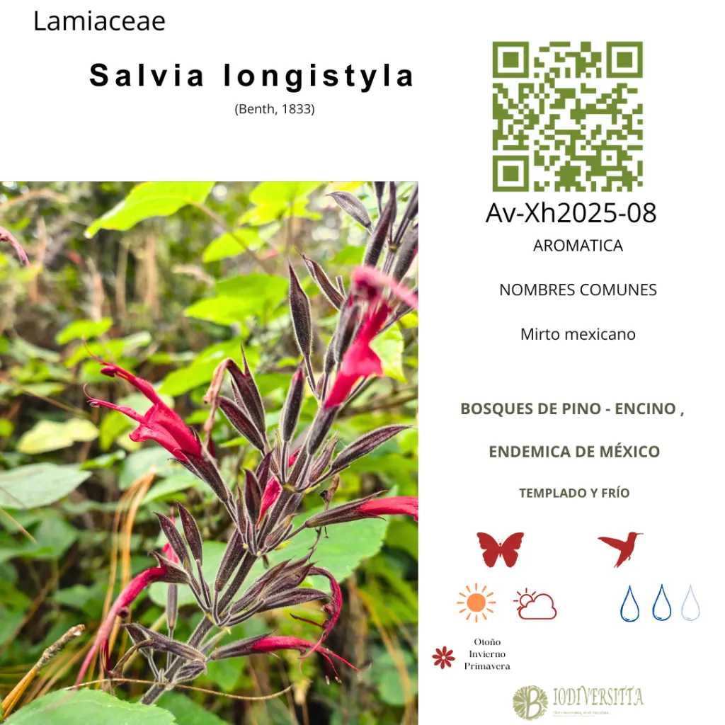 Salvia longistyla.webp