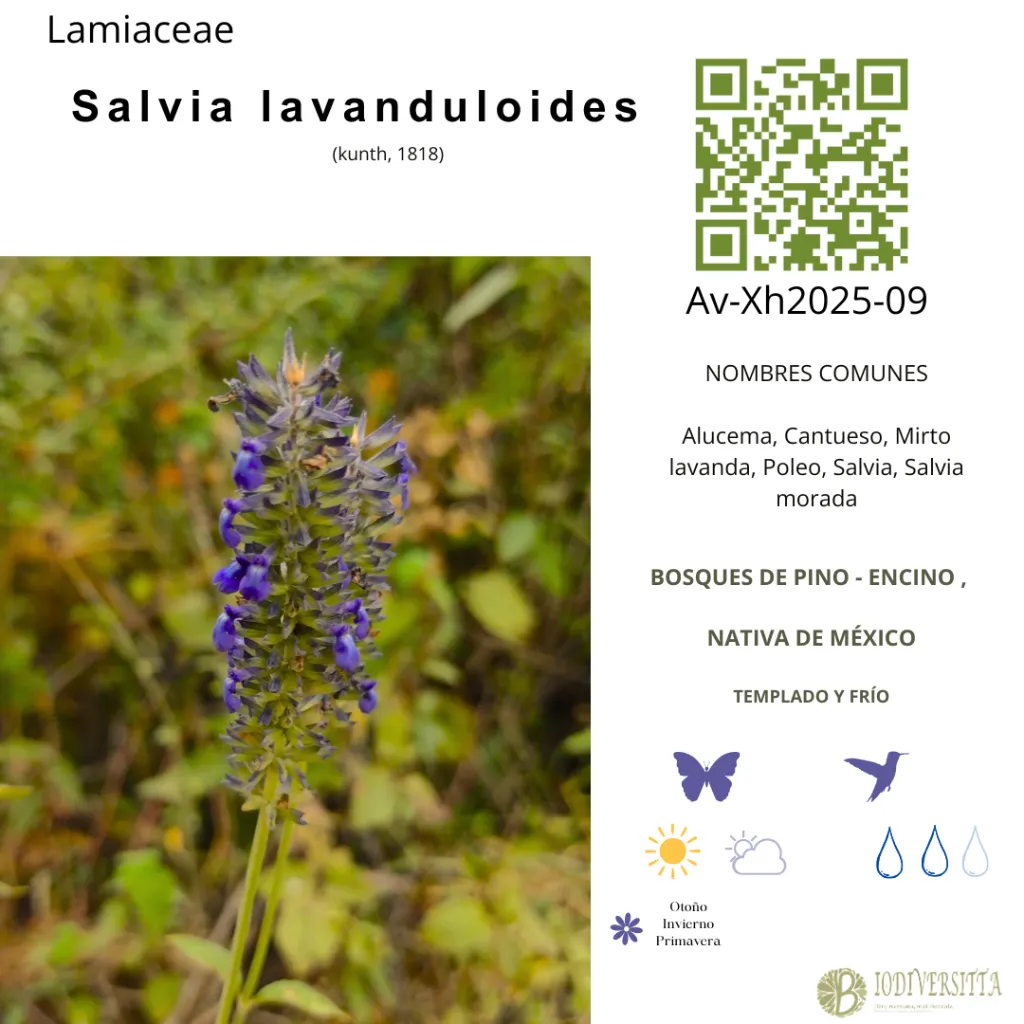 Salvia lavanduloides.webp