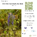 Salvia lavanduloides.webp