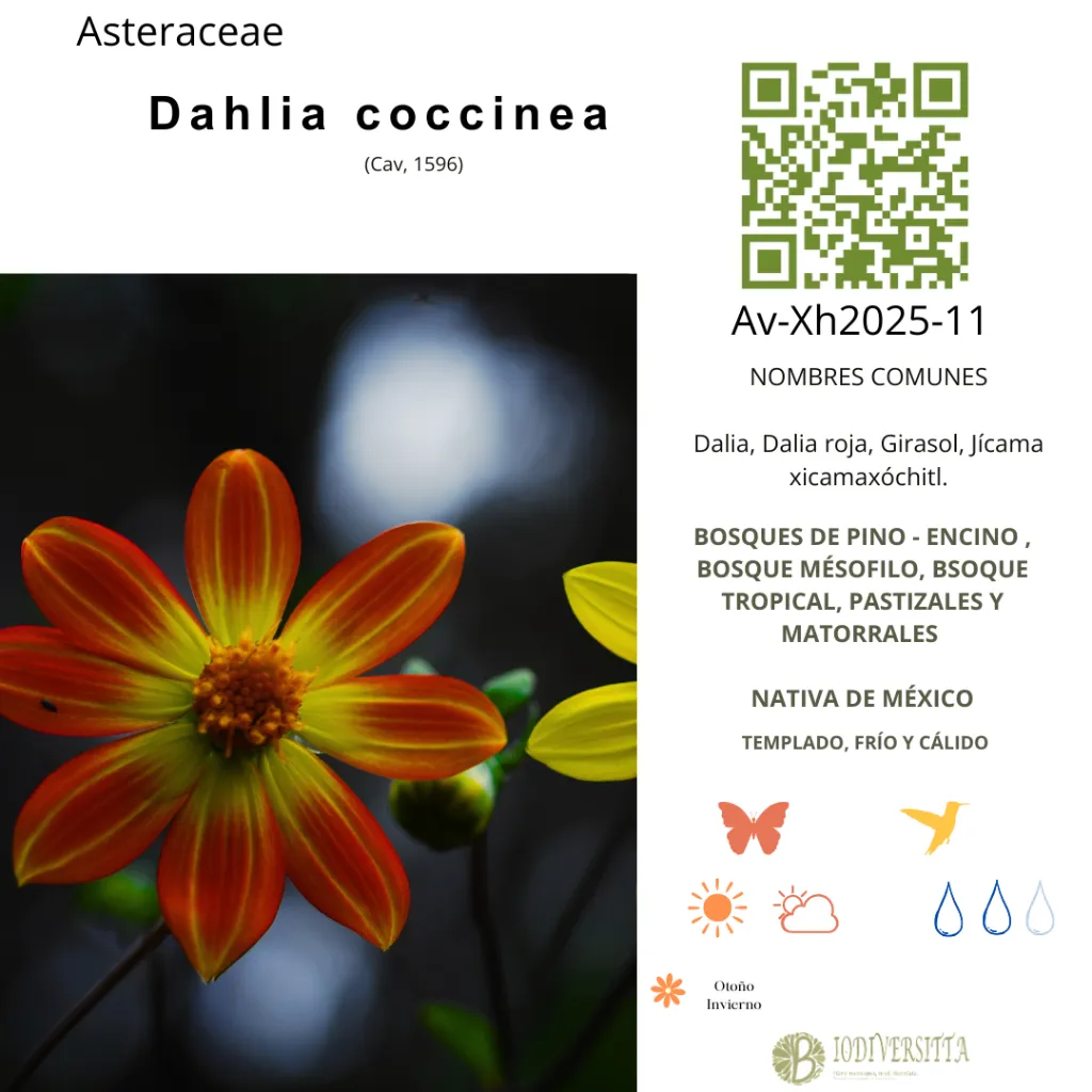 Dahlia coccinea.webp