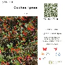 Cuphea ignea.webp