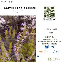 Salvia longispicata.webp