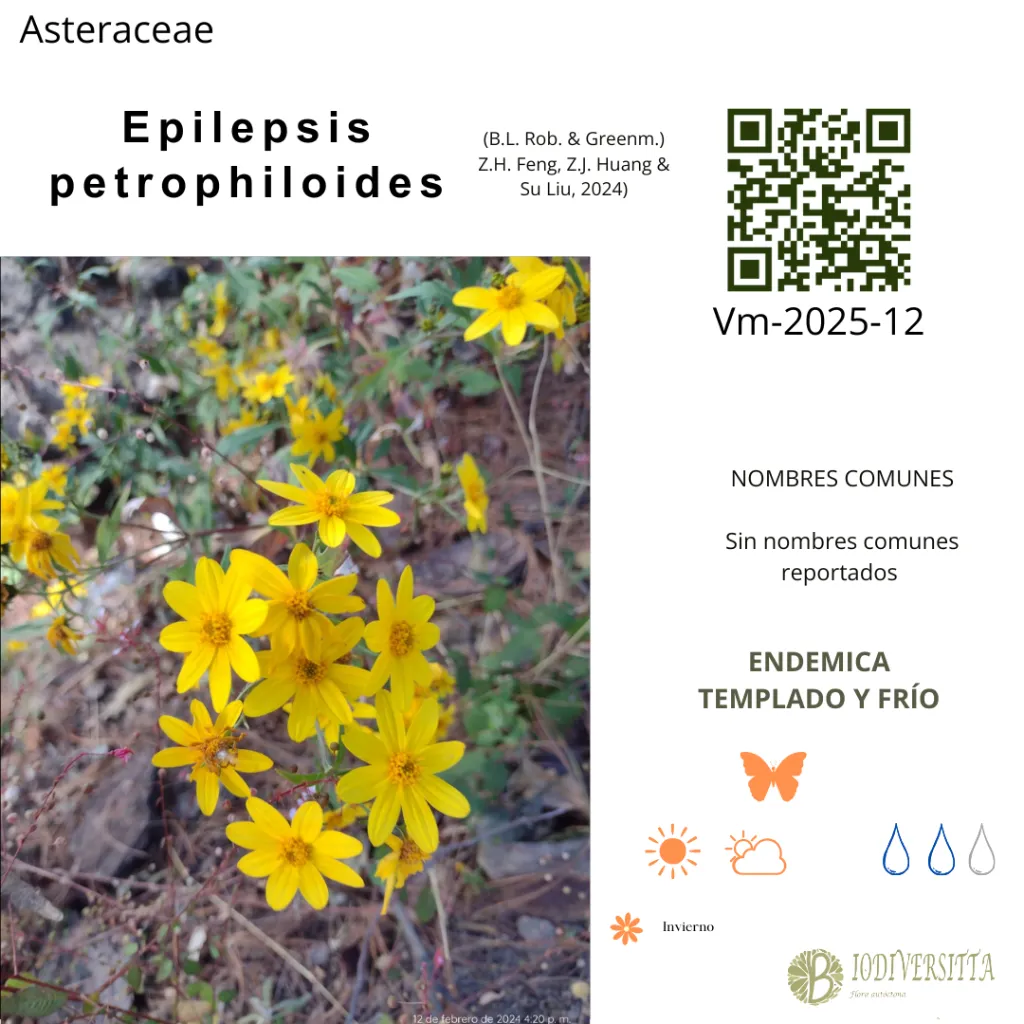 Epilepsis petrophiloides.webp