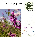 Salvia purpurea.webp