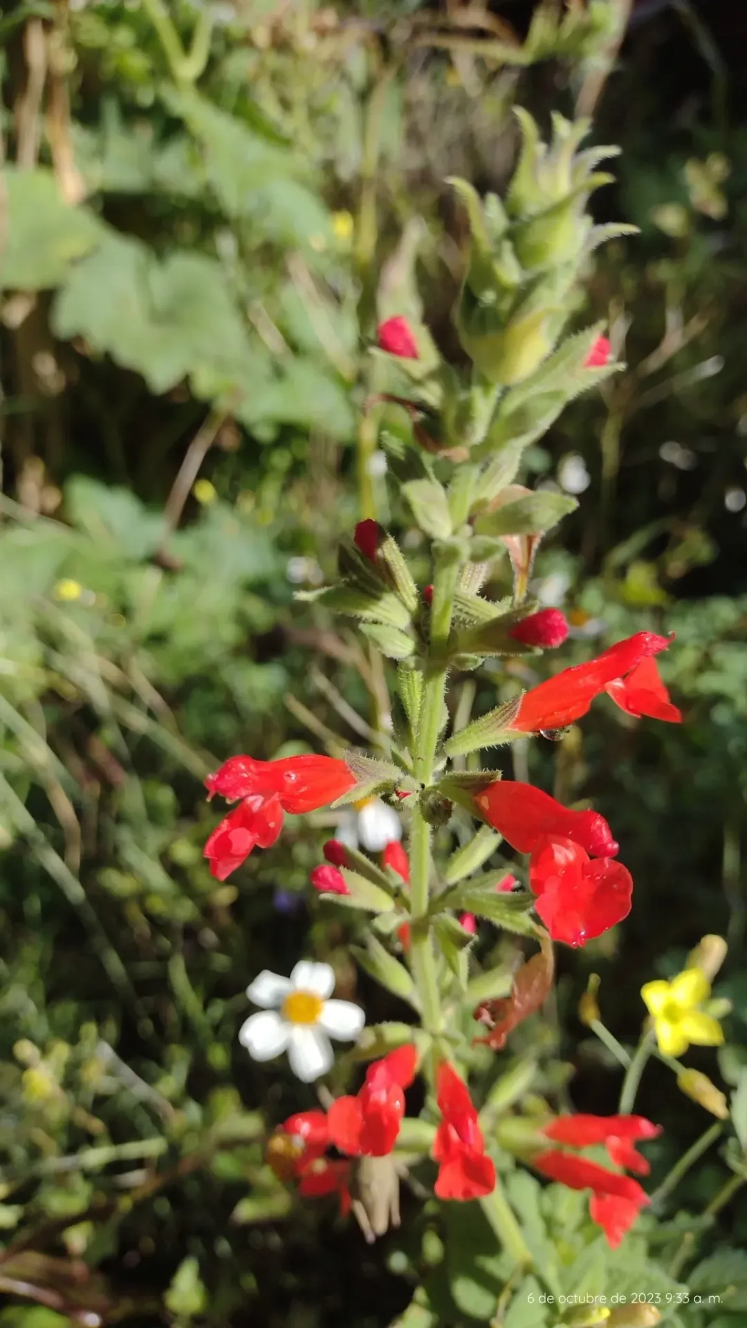 Salvia pulchella