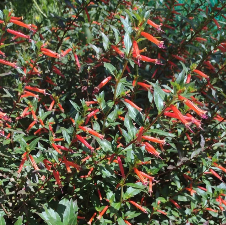 Cuphea ignea