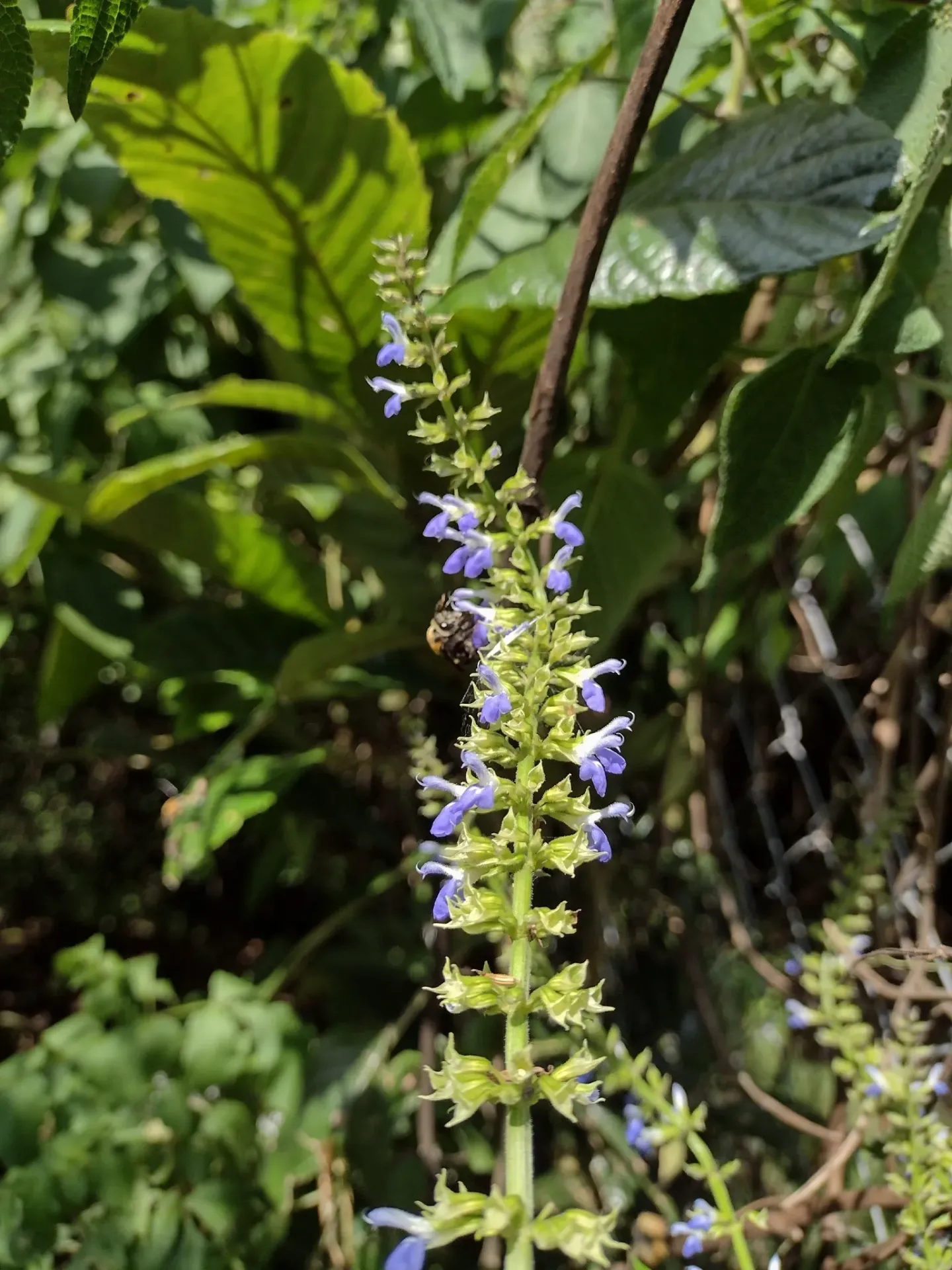 Salvia longispicata