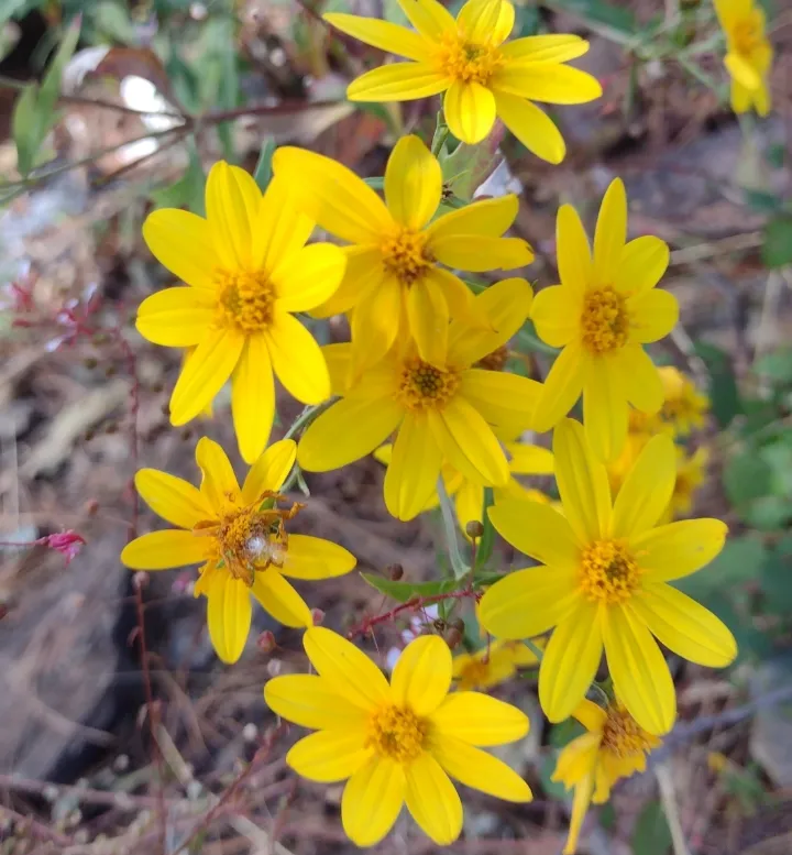 Coreopsis petrophila