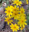Coreopsis petrophila