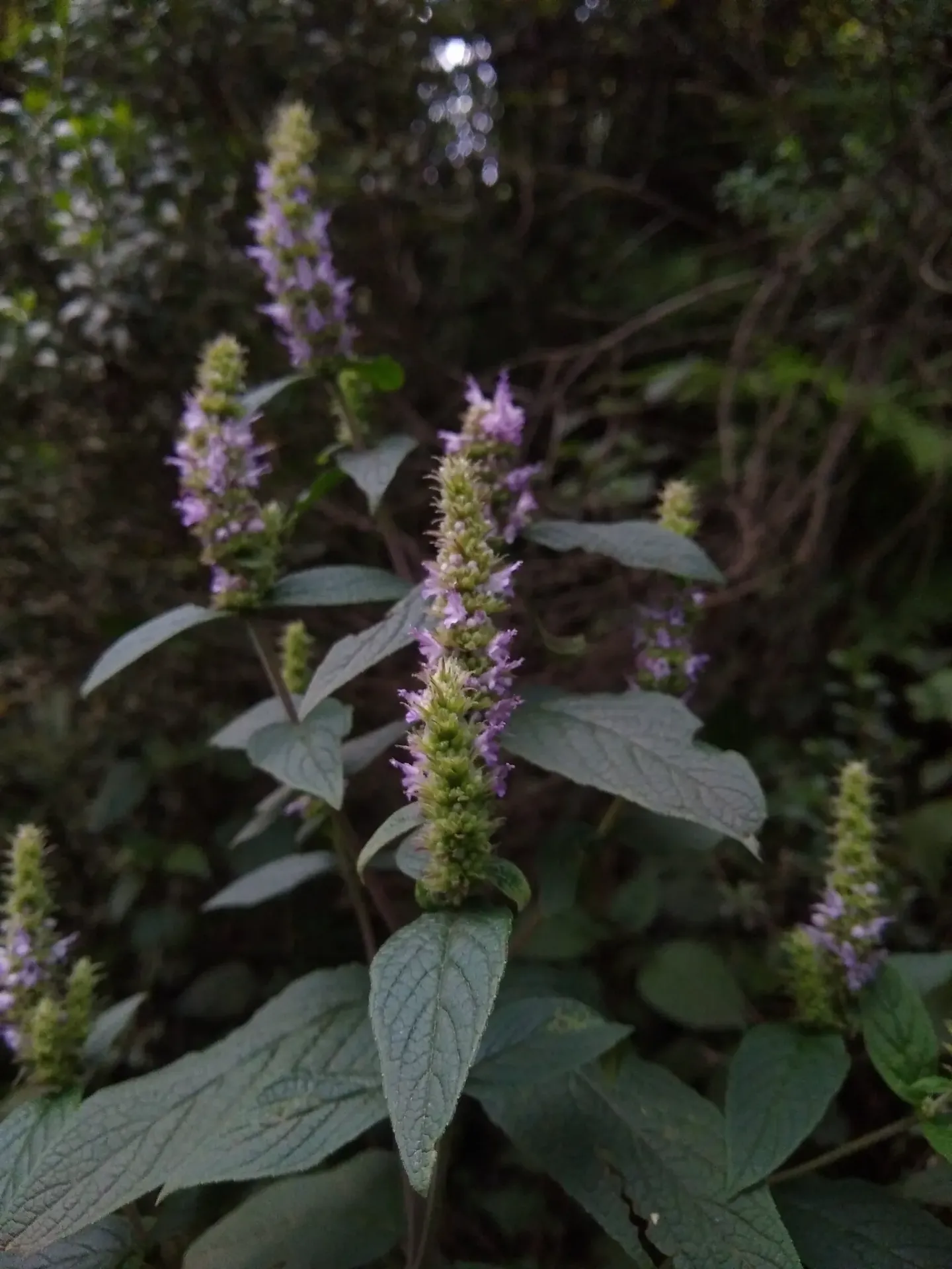 Cunila lythryfolia