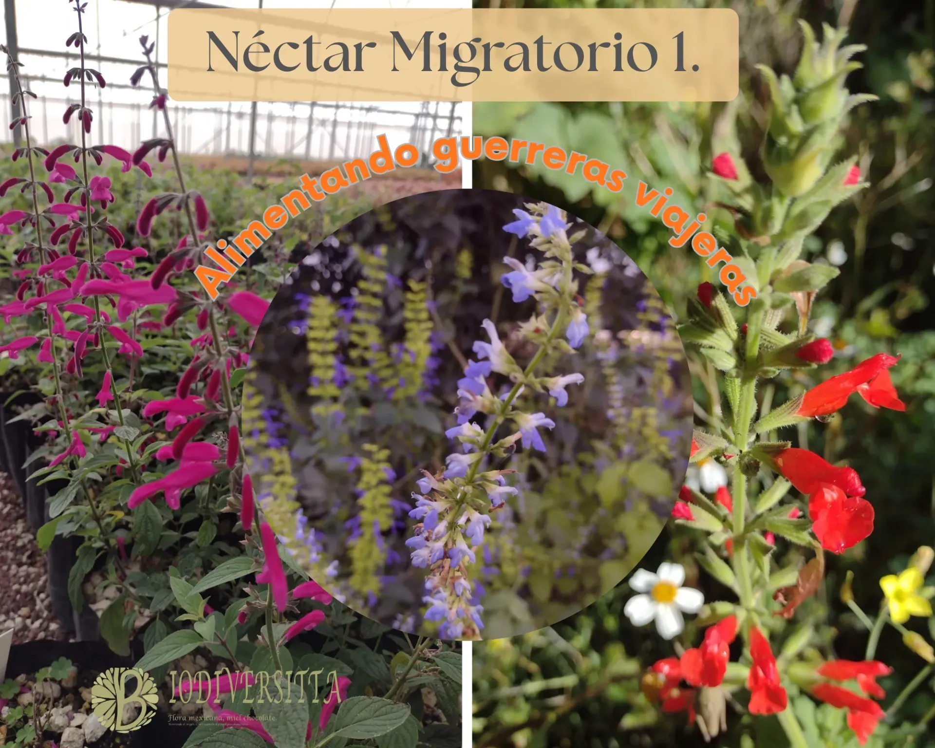 Nectar migratorio 1: Alimentando guerreras viajeras