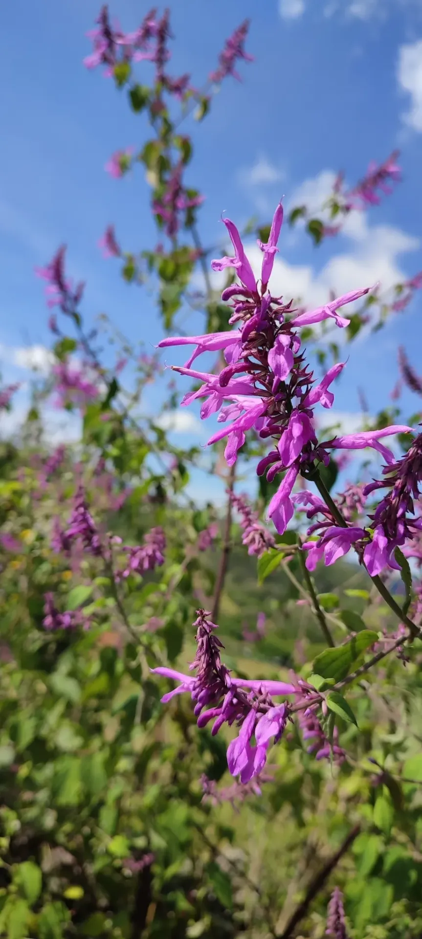 Salvia purpurea Xihmai