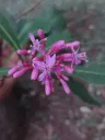 Fuchsia arborescens Xihmai