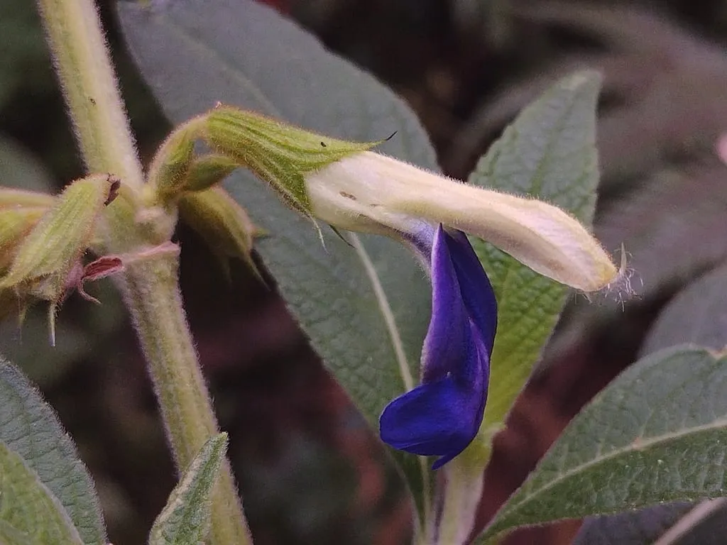 Salvia albocaerulea Amanalco