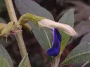 Salvia albocaerulea Xihmai