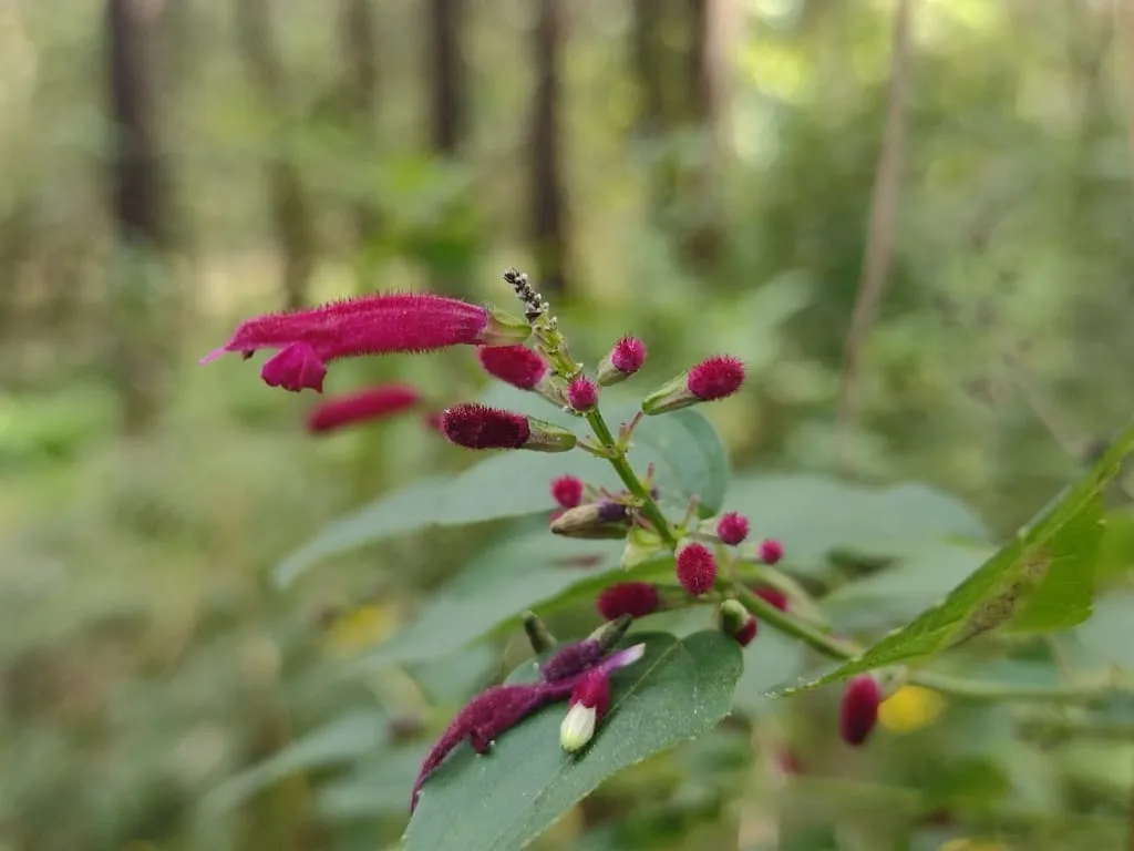 Salvia iodantha Xihmai