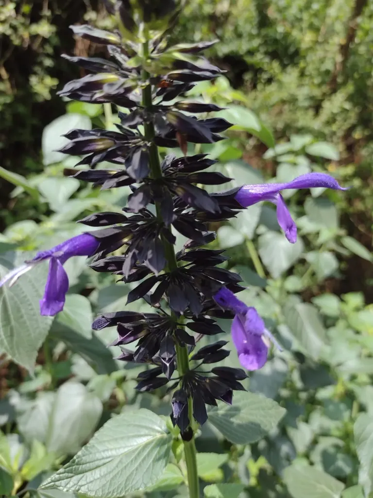 Salvia mexicana Amanalco