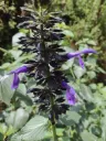 Salvia mexicana Amanalco