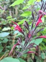 Salvia longistyla Amanalco