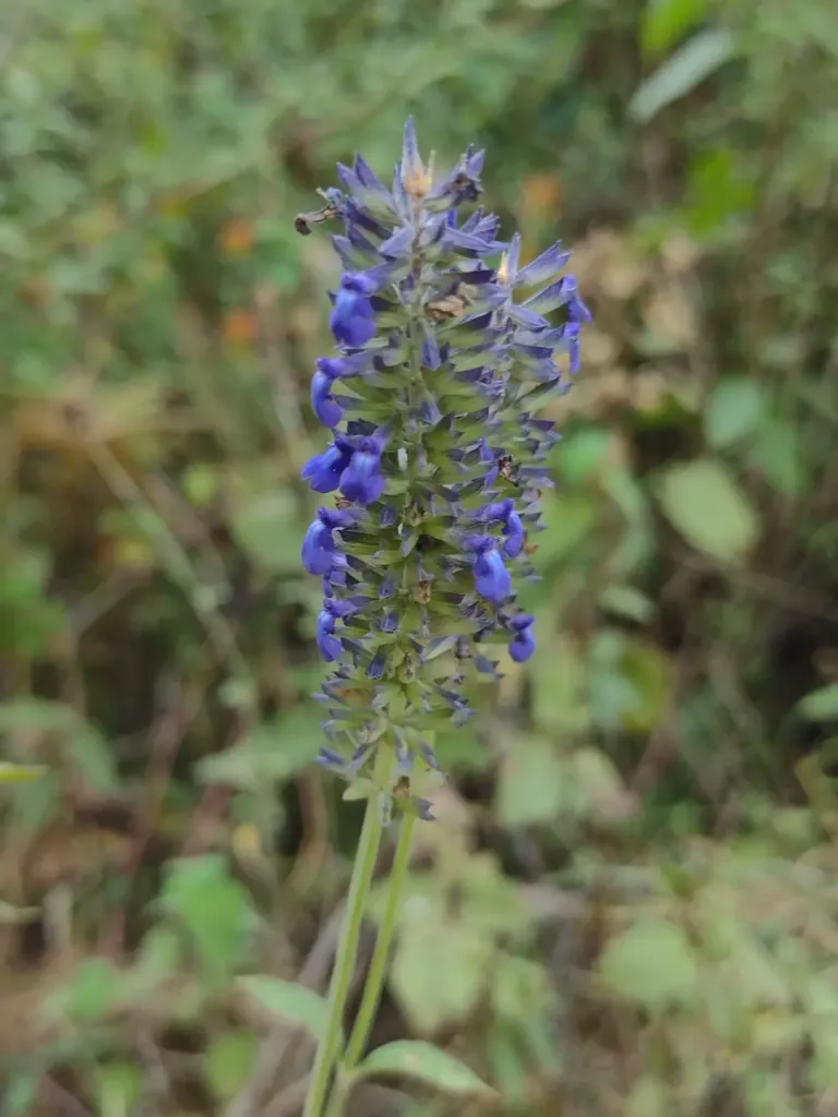 Salvia lavanduloides Xihmai