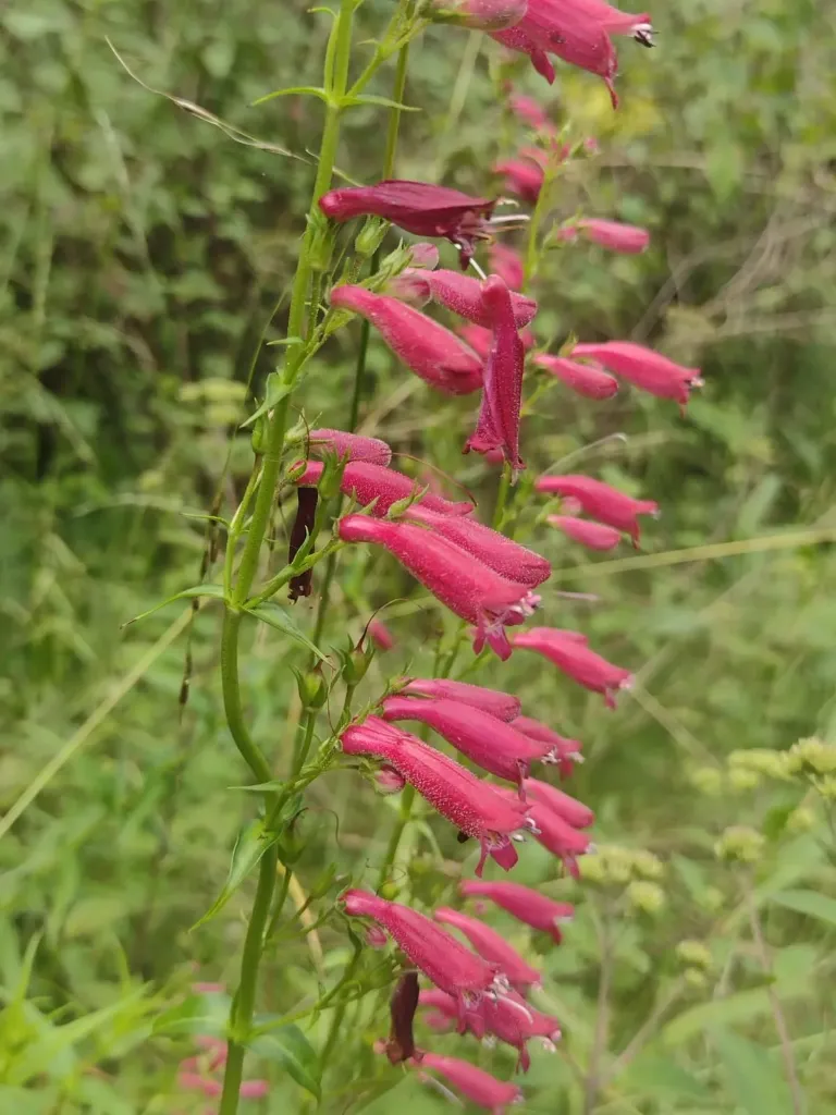 Penstemon roseus Xihmai