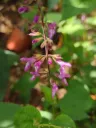 Salvia carnea Xihmai